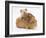 Mother Guinea Pig with Two Babies Riding on Her Back-Mark Taylor-Framed Photographic Print