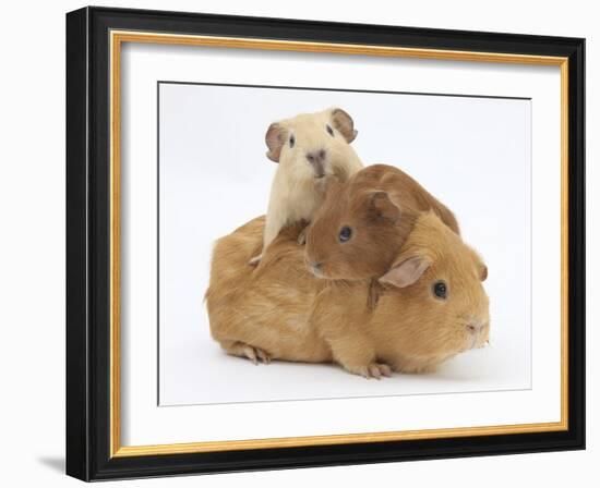 Mother Guinea Pig with Two Babies Riding on Her Back-Mark Taylor-Framed Photographic Print