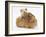 Mother Guinea Pig with Two Babies Riding on Her Back-Mark Taylor-Framed Photographic Print