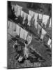 Mother Hanging Laundry Outdoors During Washday-Alfred Eisenstaedt-Mounted Photographic Print