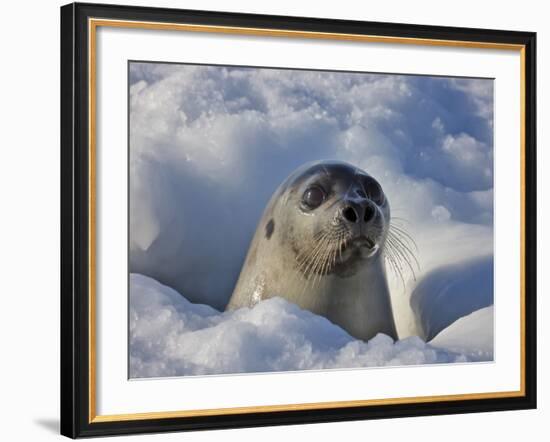 Mother Harp Seal Raising Head Out of Hole in Ice, Iles De La Madeleine, Quebec, Canada-Keren Su-Framed Photographic Print