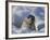 Mother Harp Seal Raising Head Out of Hole in Ice, Iles De La Madeleine, Quebec, Canada-Keren Su-Framed Photographic Print