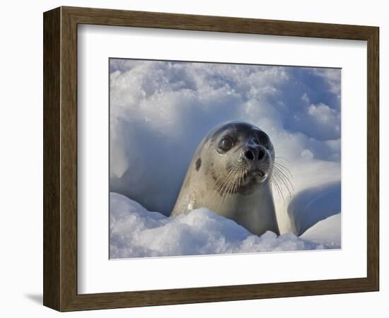 Mother Harp Seal Raising Head Out of Hole in Ice, Iles De La Madeleine, Quebec, Canada-Keren Su-Framed Photographic Print