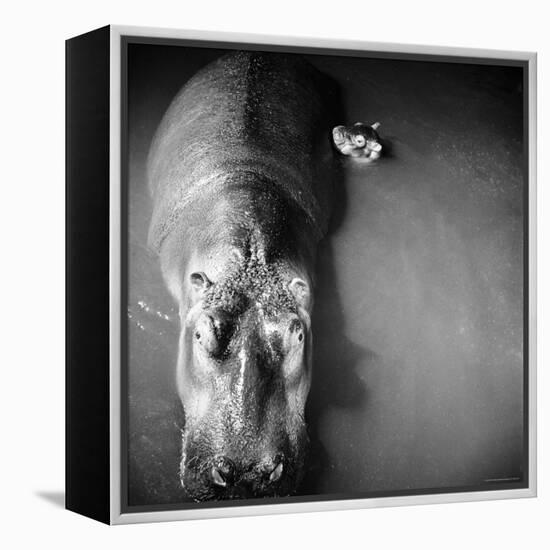 Mother Hippo "Bebe" and Her Daughter-Mark Kauffman-Framed Premier Image Canvas