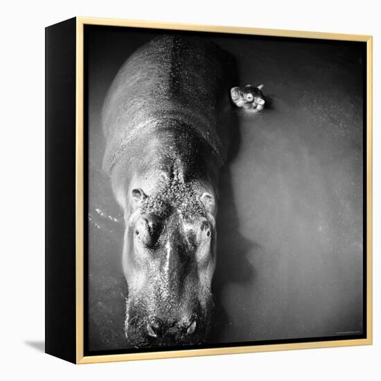 Mother Hippo "Bebe" and Her Daughter-Mark Kauffman-Framed Premier Image Canvas