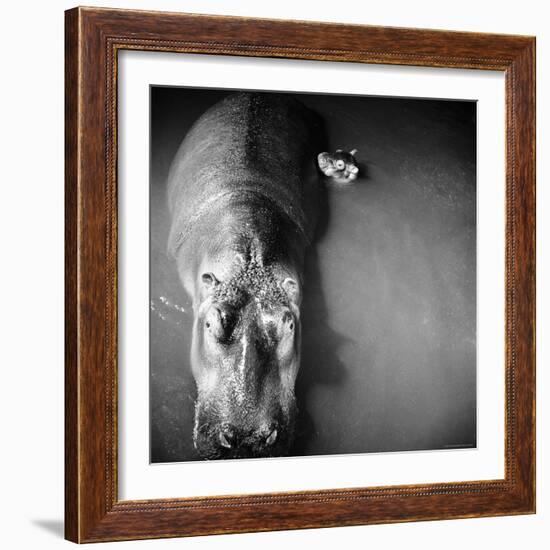 Mother Hippo "Bebe" and Her Daughter-Mark Kauffman-Framed Photographic Print