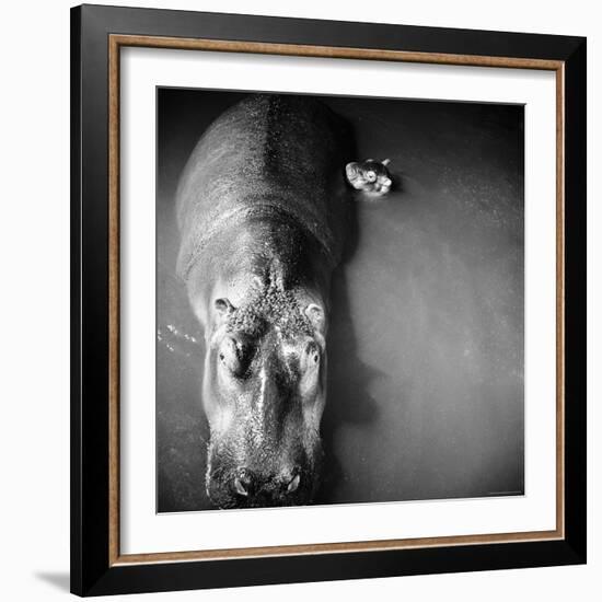 Mother Hippo "Bebe" and Her Daughter-Mark Kauffman-Framed Photographic Print