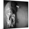 Mother Hippo "Bebe" and Her Daughter-Mark Kauffman-Mounted Photographic Print