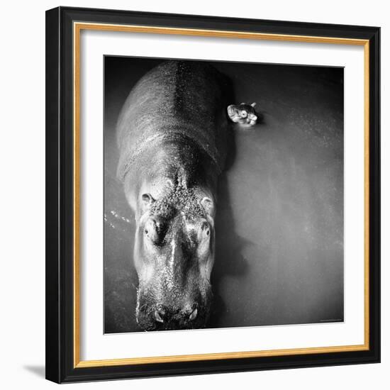 Mother Hippo "Bebe" and Her Daughter-Mark Kauffman-Framed Photographic Print