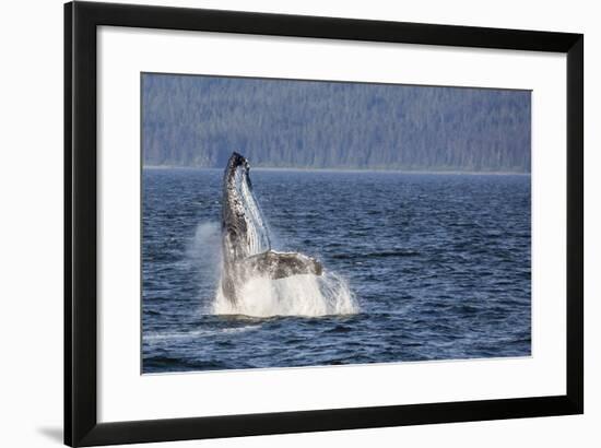 Mother Humpback Whale (Megaptera Novaeangliae) Breaching in Icy Strait, Southeast Alaska, U.S.A.-Michael Nolan-Framed Photographic Print