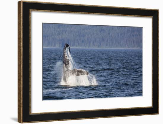 Mother Humpback Whale (Megaptera Novaeangliae) Breaching in Icy Strait, Southeast Alaska, U.S.A.-Michael Nolan-Framed Photographic Print