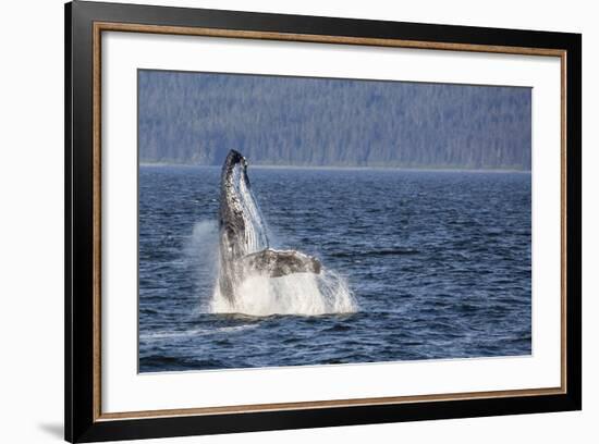 Mother Humpback Whale (Megaptera Novaeangliae) Breaching in Icy Strait, Southeast Alaska, U.S.A.-Michael Nolan-Framed Photographic Print
