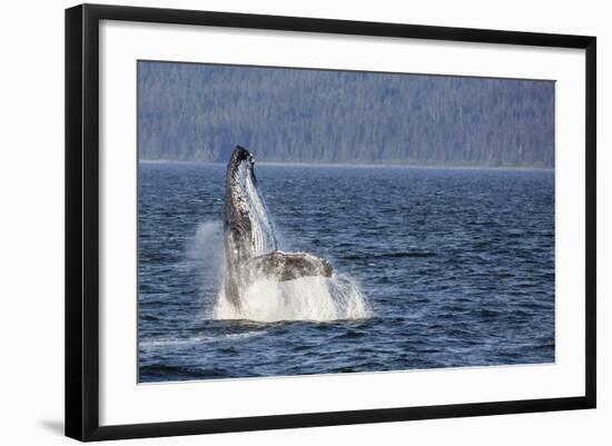 Mother Humpback Whale (Megaptera Novaeangliae) Breaching in Icy Strait, Southeast Alaska, U.S.A.-Michael Nolan-Framed Photographic Print