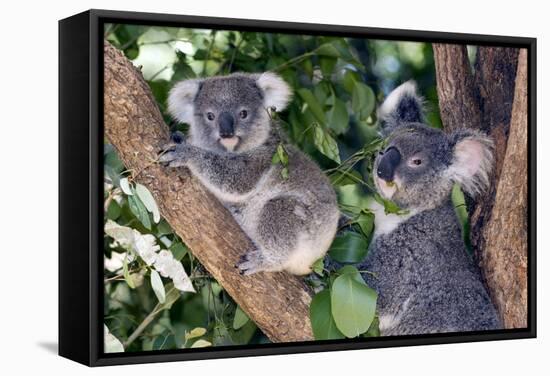 Mother Koala And Young-Tony Camacho-Framed Premier Image Canvas