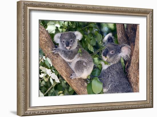 Mother Koala And Young-Tony Camacho-Framed Photographic Print