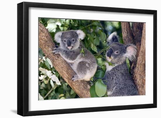 Mother Koala And Young-Tony Camacho-Framed Photographic Print