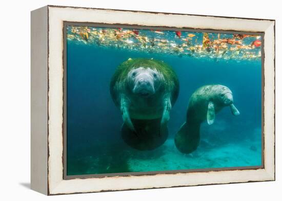 Mother Manatee with Her Calf in Crystal River, Florida-James White-Framed Premier Image Canvas