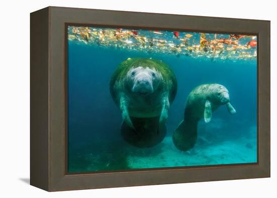 Mother Manatee with Her Calf in Crystal River, Florida-James White-Framed Premier Image Canvas