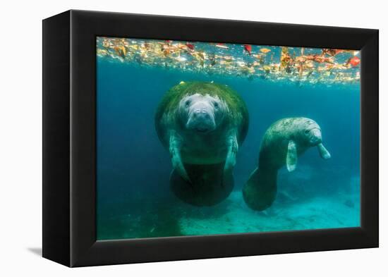 Mother Manatee with Her Calf in Crystal River, Florida-James White-Framed Premier Image Canvas