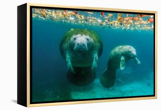 Mother Manatee with Her Calf in Crystal River, Florida-James White-Framed Premier Image Canvas