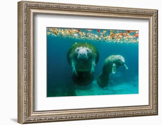 Mother Manatee with Her Calf in Crystal River, Florida-James White-Framed Photographic Print