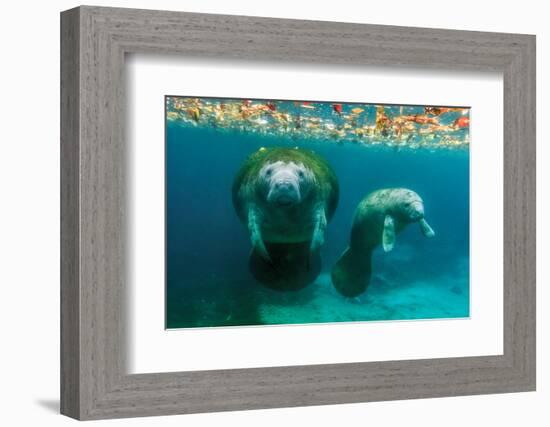 Mother Manatee with Her Calf in Crystal River, Florida-James White-Framed Photographic Print