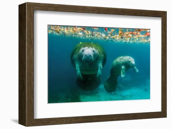 Mother Manatee with Her Calf in Crystal River, Florida-James White-Framed Photographic Print