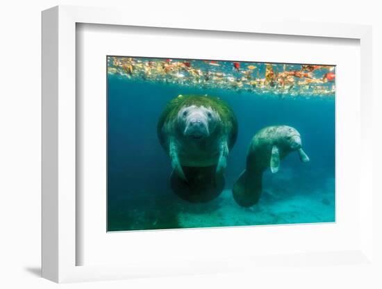 Mother Manatee with Her Calf in Crystal River, Florida-James White-Framed Photographic Print