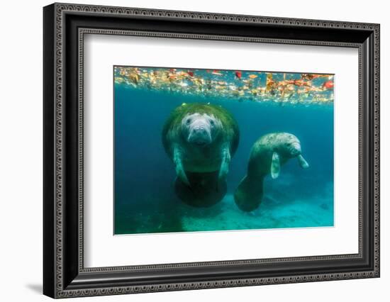 Mother Manatee with Her Calf in Crystal River, Florida-James White-Framed Photographic Print