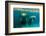 Mother Manatee with Her Calf in Crystal River, Florida-James White-Framed Photographic Print