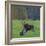 Mother Moose, with calf, grazing in meadow, Finland-Jussi Murtosaari-Framed Photographic Print