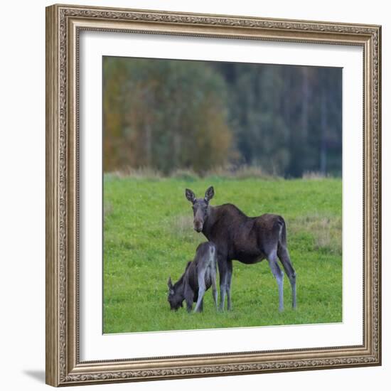 Mother Moose, with calf, grazing in meadow, Finland-Jussi Murtosaari-Framed Photographic Print