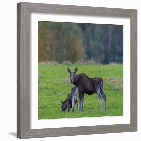 Mother Moose, with calf, grazing in meadow, Finland-Jussi Murtosaari-Framed Photographic Print