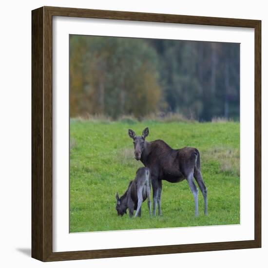 Mother Moose, with calf, grazing in meadow, Finland-Jussi Murtosaari-Framed Photographic Print