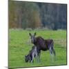 Mother Moose, with calf, grazing in meadow, Finland-Jussi Murtosaari-Mounted Photographic Print