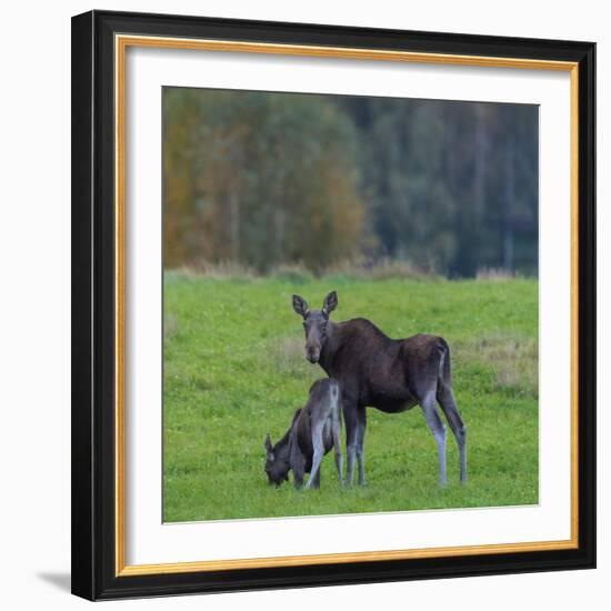 Mother Moose, with calf, grazing in meadow, Finland-Jussi Murtosaari-Framed Photographic Print