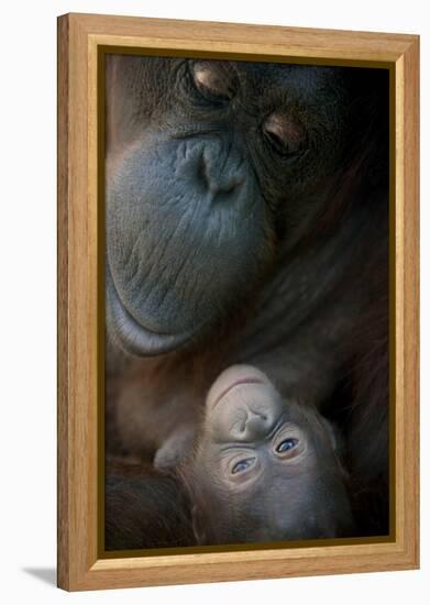 Mother Orangutan And Her Newborn Baby 1 Months - Pongo Pygmaeus-Life on White-Framed Premier Image Canvas