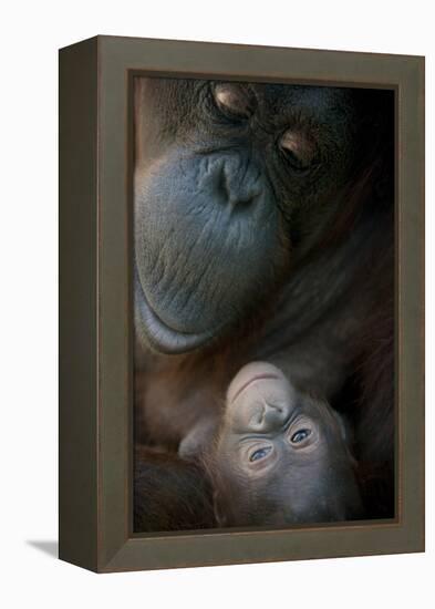 Mother Orangutan And Her Newborn Baby 1 Months - Pongo Pygmaeus-Life on White-Framed Premier Image Canvas