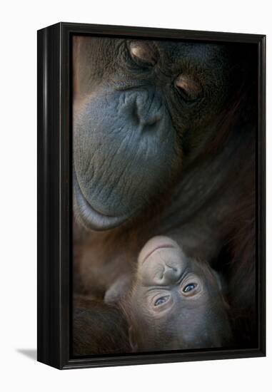 Mother Orangutan And Her Newborn Baby 1 Months - Pongo Pygmaeus-Life on White-Framed Premier Image Canvas