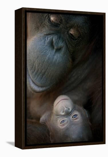 Mother Orangutan And Her Newborn Baby 1 Months - Pongo Pygmaeus-Life on White-Framed Premier Image Canvas