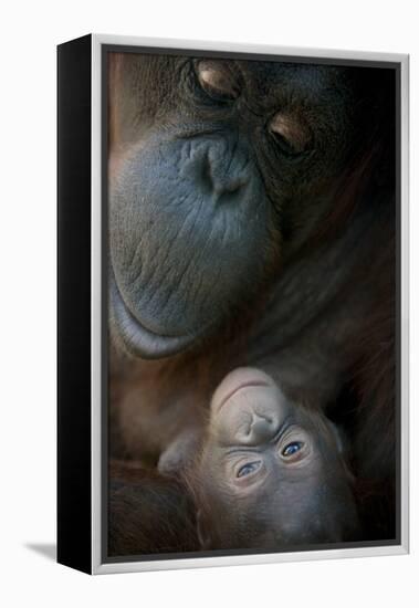 Mother Orangutan And Her Newborn Baby 1 Months - Pongo Pygmaeus-Life on White-Framed Premier Image Canvas