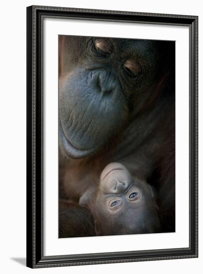 Mother Orangutan And Her Newborn Baby 1 Months - Pongo Pygmaeus-Life on White-Framed Photographic Print