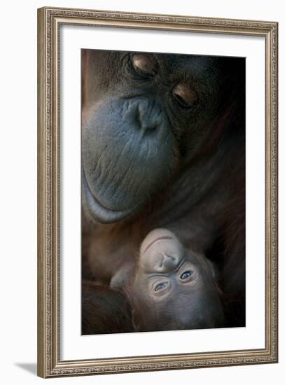 Mother Orangutan And Her Newborn Baby 1 Months - Pongo Pygmaeus-Life on White-Framed Photographic Print