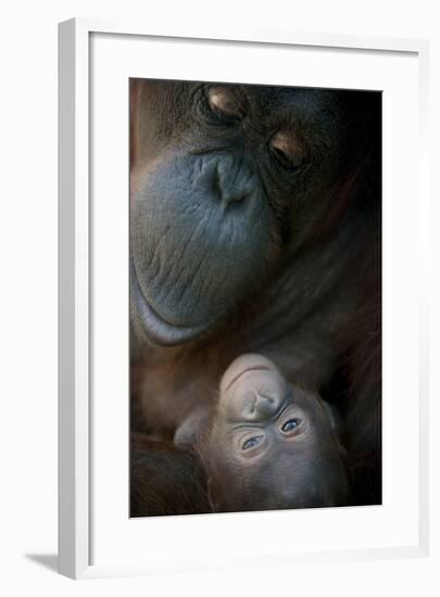 Mother Orangutan And Her Newborn Baby 1 Months - Pongo Pygmaeus-Life on White-Framed Photographic Print