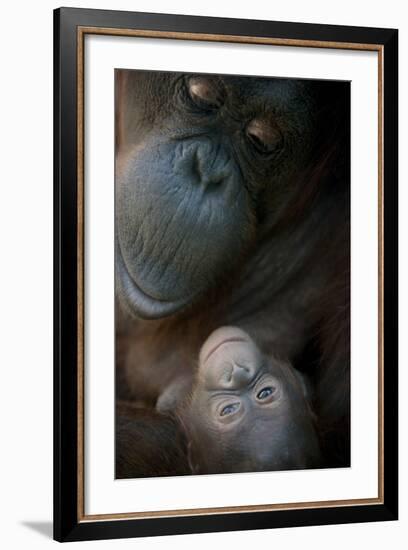 Mother Orangutan And Her Newborn Baby 1 Months - Pongo Pygmaeus-Life on White-Framed Photographic Print