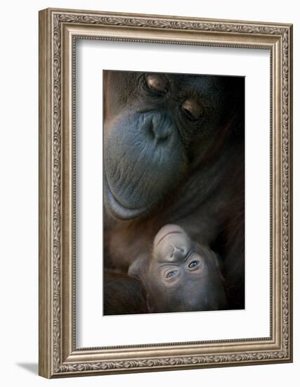 Mother Orangutan And Her Newborn Baby 1 Months - Pongo Pygmaeus-Life on White-Framed Photographic Print