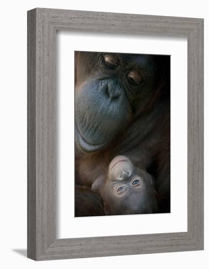 Mother Orangutan And Her Newborn Baby 1 Months - Pongo Pygmaeus-Life on White-Framed Photographic Print