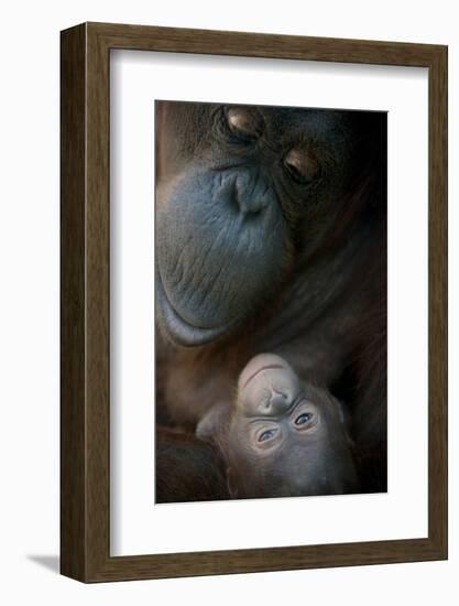 Mother Orangutan And Her Newborn Baby 1 Months - Pongo Pygmaeus-Life on White-Framed Photographic Print
