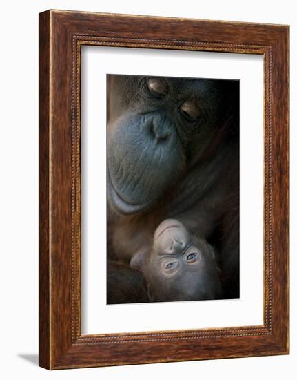 Mother Orangutan And Her Newborn Baby 1 Months - Pongo Pygmaeus-Life on White-Framed Photographic Print