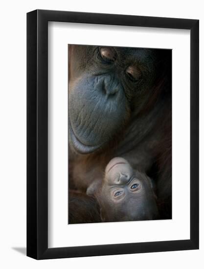 Mother Orangutan And Her Newborn Baby 1 Months - Pongo Pygmaeus-Life on White-Framed Photographic Print